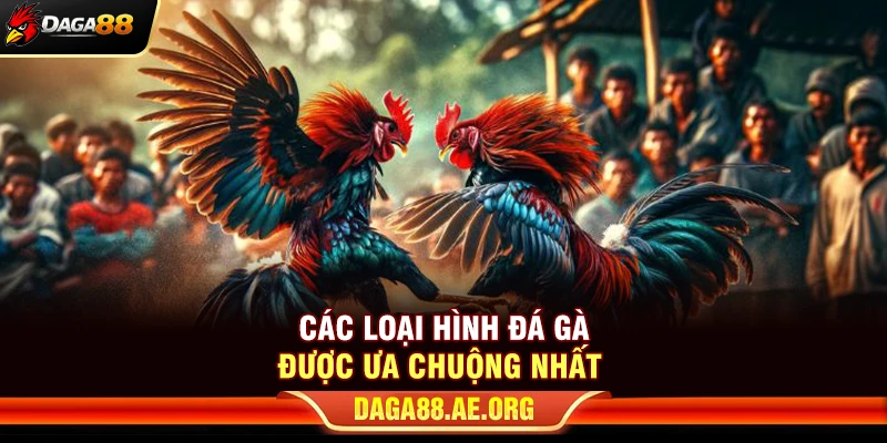 DAGA88 - Link Trực Tiếp Đá Gà 88 Chính Thức Mới Nhất 2026 10 Các loại hình đá gà được ưa chuộng nhất